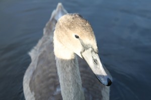 Schwan am  Schwielowsee